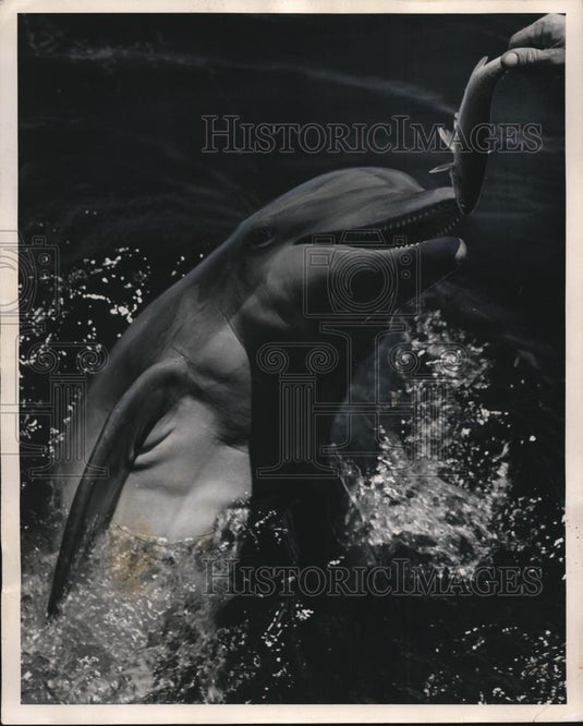 1947 Press Photo Miami Dolphin Show Attraction "Theater Of The Seas" - Historic Images