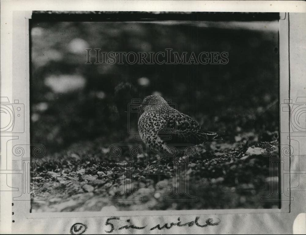 1929 Press Photo Male Surf Bird complaining because he is driven off the nest - Historic Images