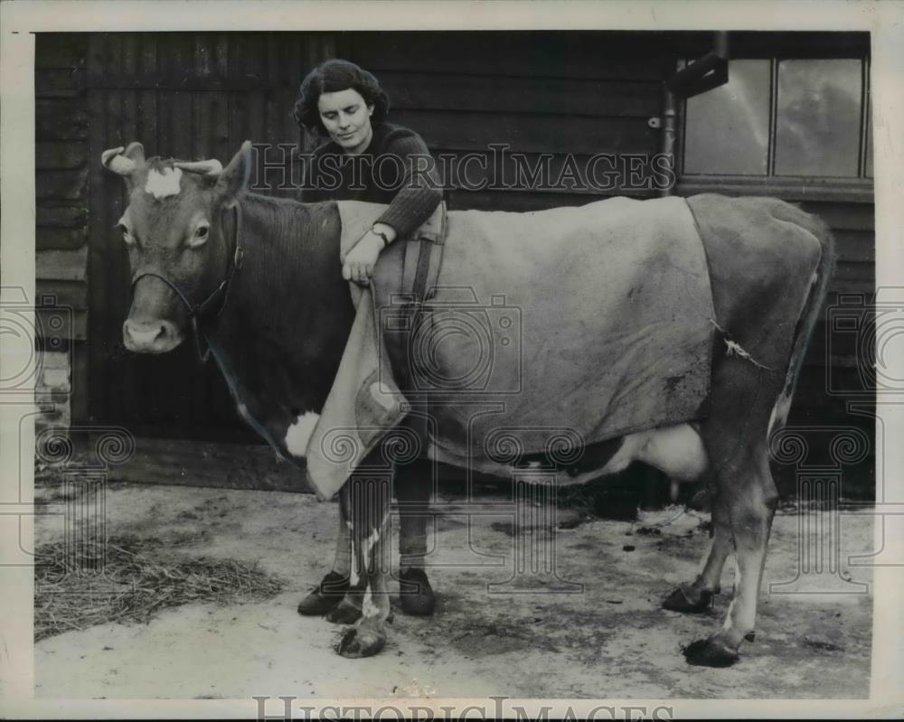 1948 Press Photo Woman Barbara Woodhouse Puts Coat on Cow - Historic Images