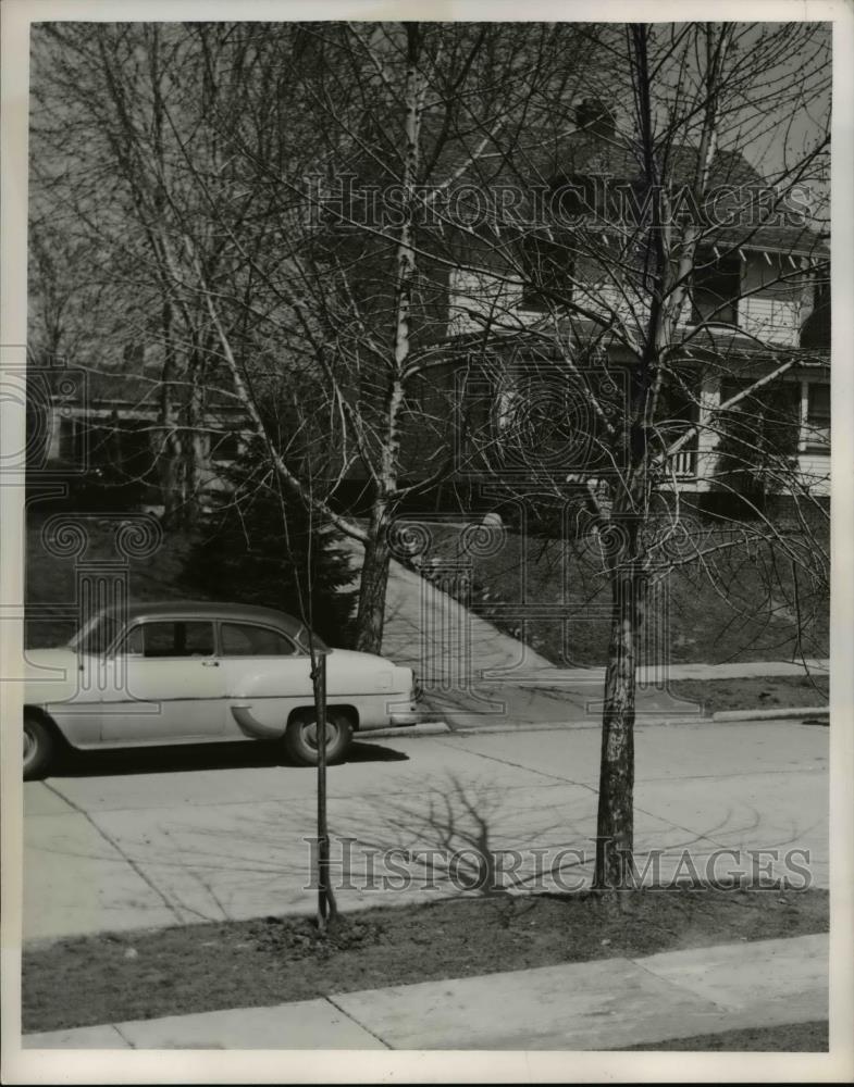 1953 Press Photo Trees on Birchwood Avenue, Cleveland Ohio - Historic Images