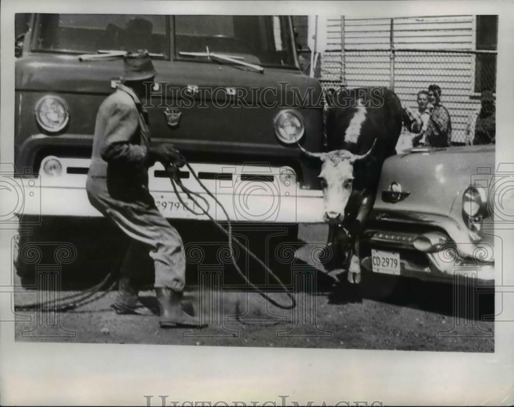 1958 Press Photo Escaped Steer Penned in by Cars, Detroit - Historic Images