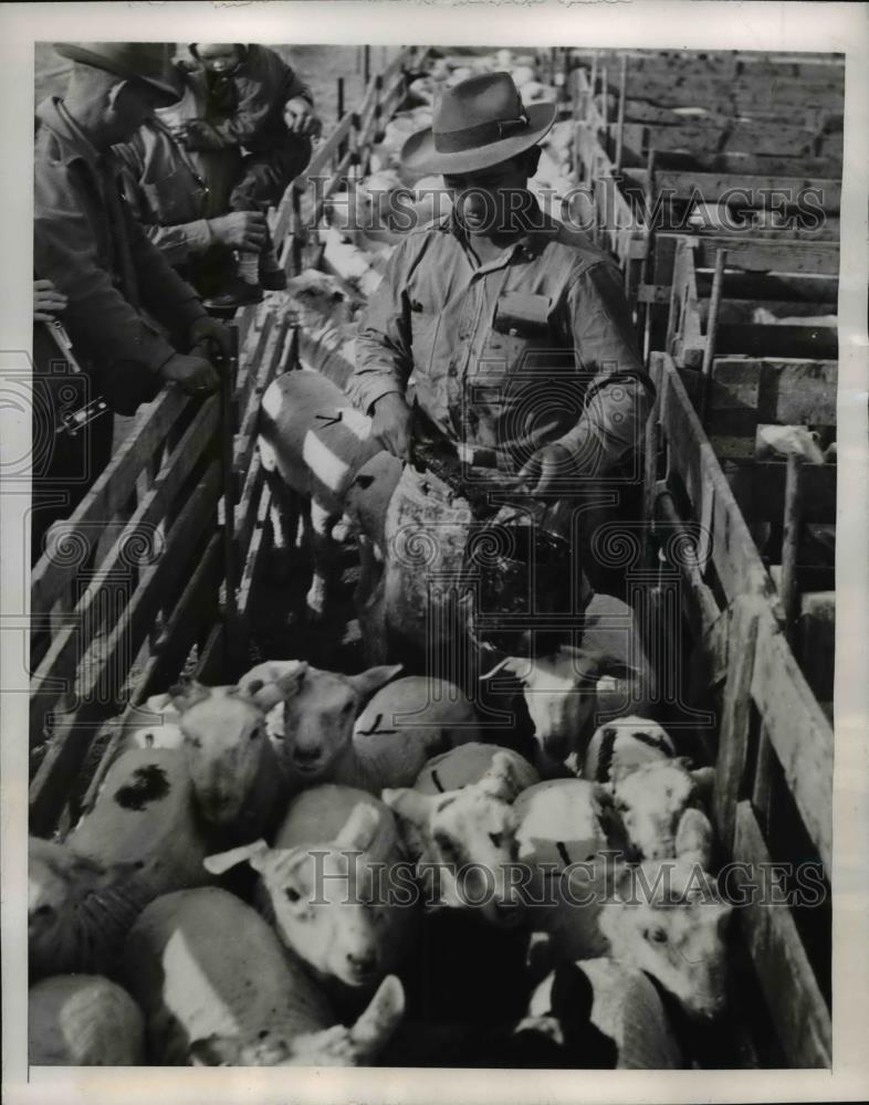 1946 Press Photo Sheep are Not Large Enough to Slaughter in Imperial Valley - Historic Images