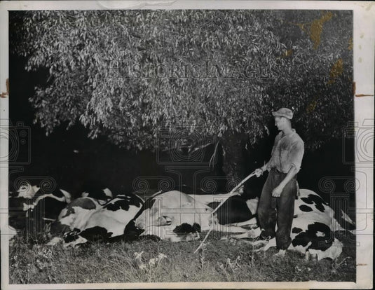 1945 Press Photo Farmer Clarence Zech & 25 Milch Cows Killed by Lightning Bolt - Historic Images