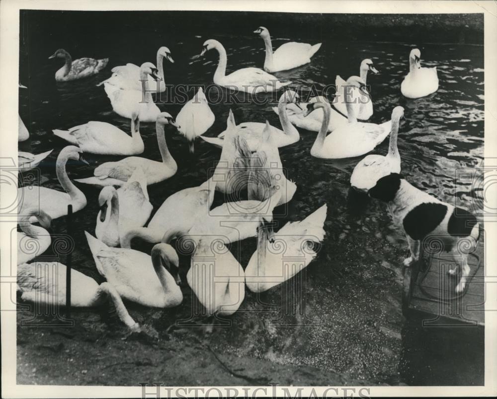 1938 Press Photo Keeper Green&#39;s dog, Floss in good terms with swans - Historic Images