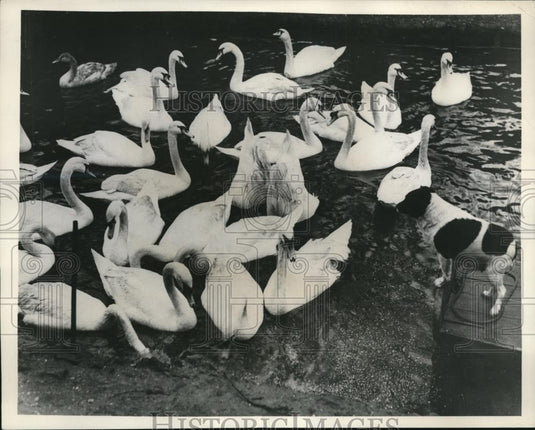 1938 Press Photo Keeper Green's dog, Floss in good terms with swans - Historic Images