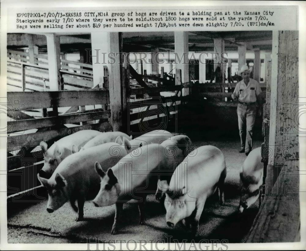 1973 Press Photo The group of hogs driven to a holding pen at Kansas City - Historic Images