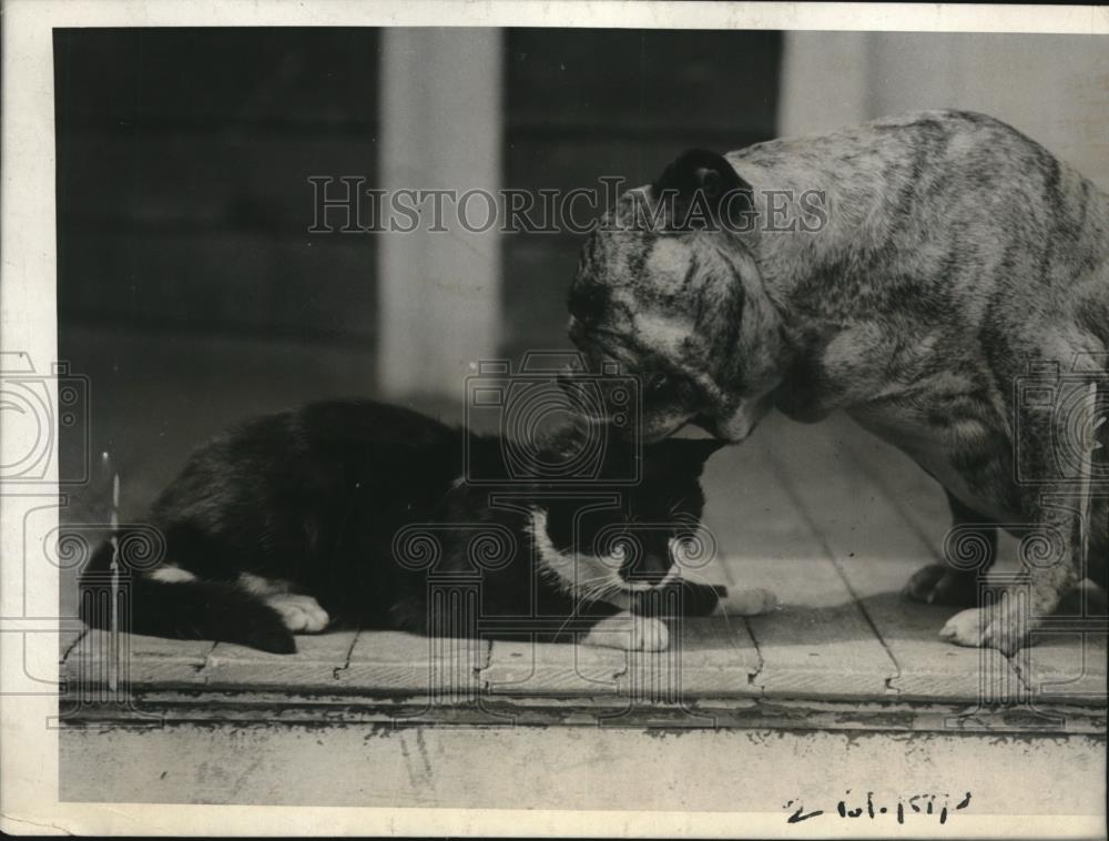 1923 Press Photo Mike the cat &amp; Kansas the bulldog in a NY home - Historic Images