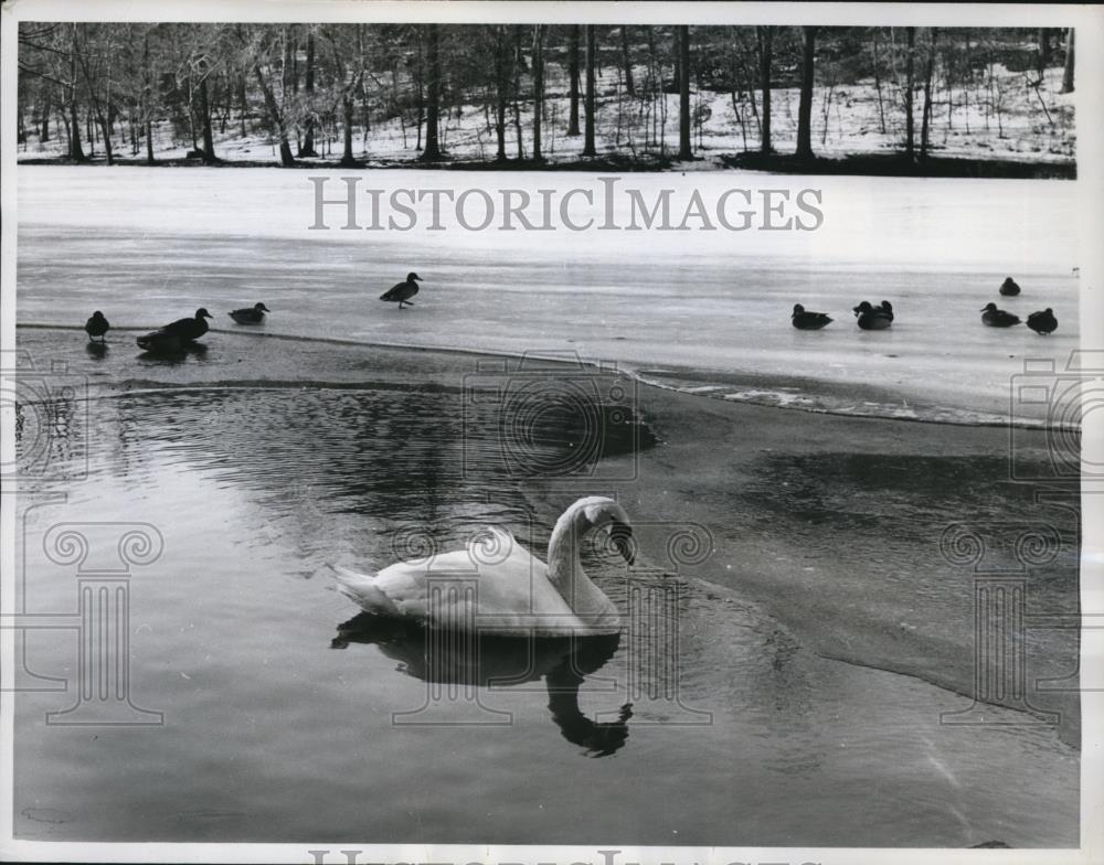 1961 Press Photo Swan on Surprise Lake at Watchung Reservation in New Jersey - Historic Images