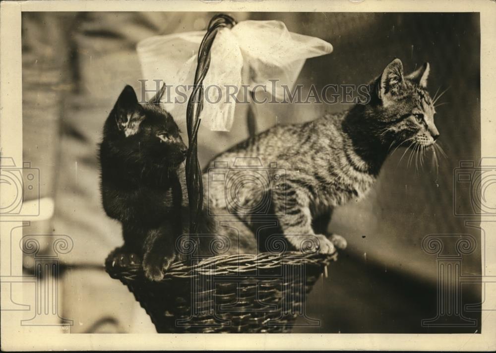 1924 Press Photo Basket of prize kittens arrive at the White House - Historic Images