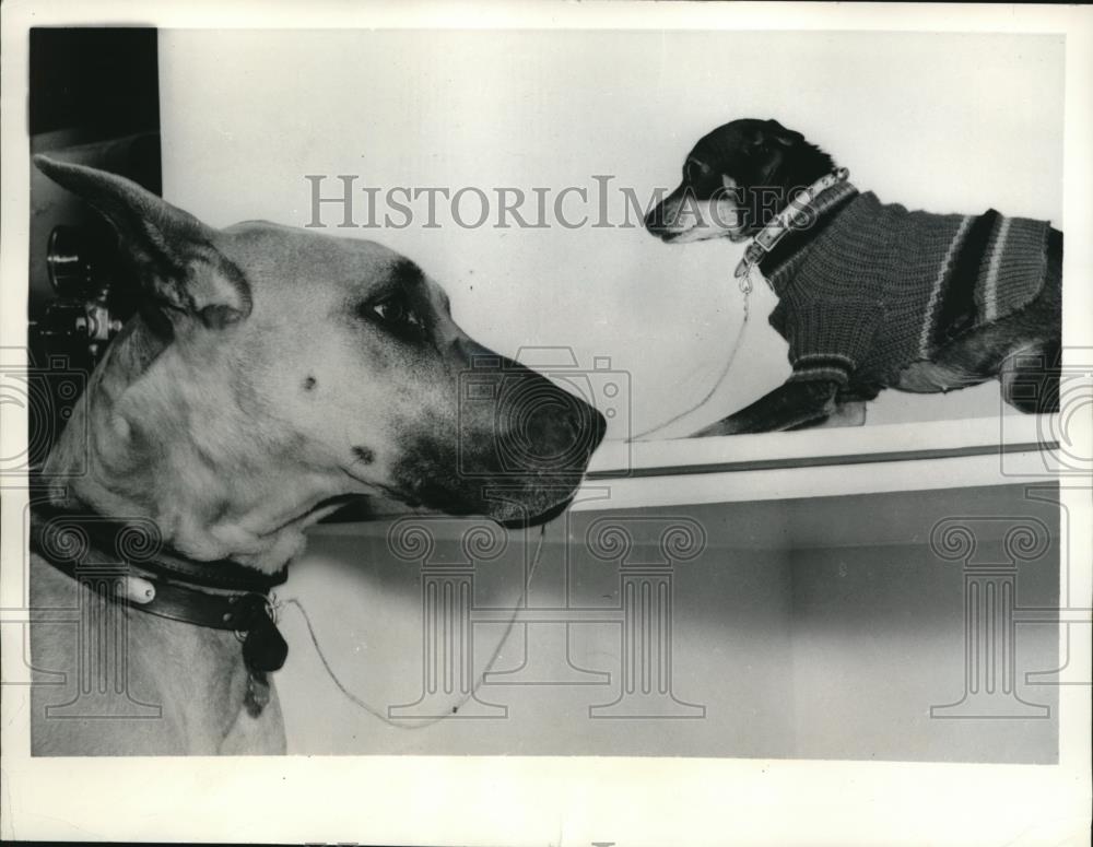 1959 Press Photo A Great Dane &amp; Manchester Terrier, lost in Chicago - Historic Images