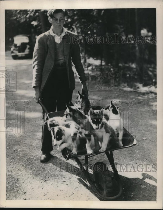 1948 Press Photo Bedfordshire England, Whipsnade Zoo 10 week old huskies - Historic Images