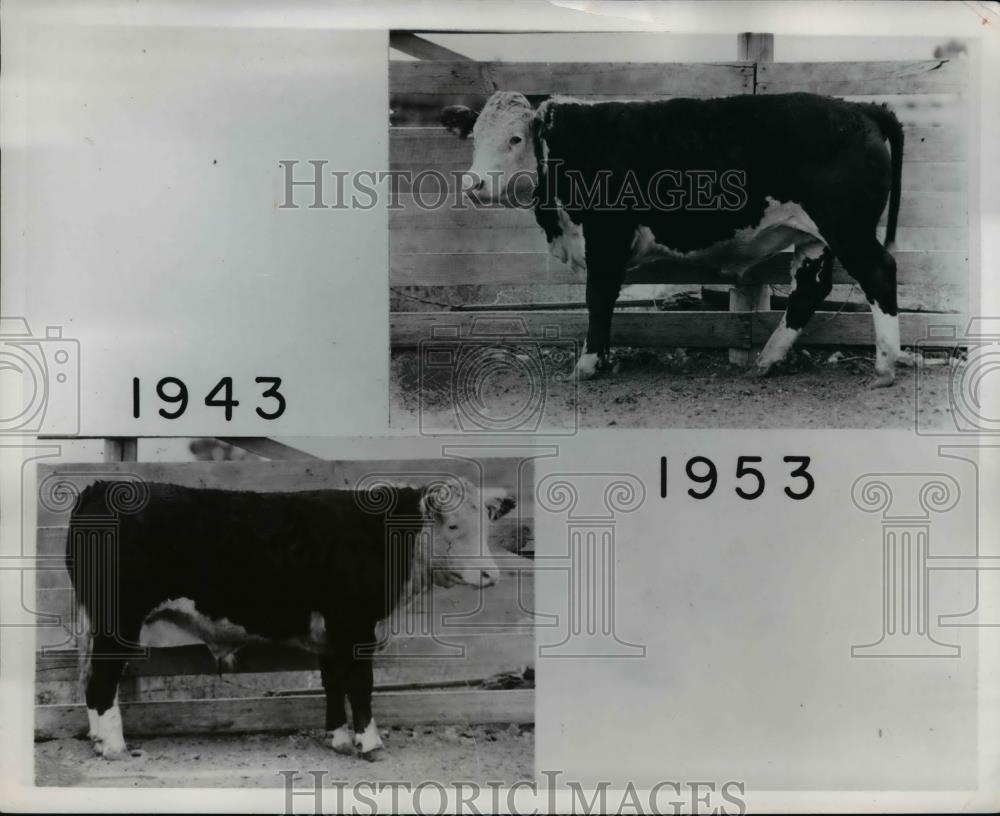 1953 Press Photo Cow 10 Years Apart - Historic Images