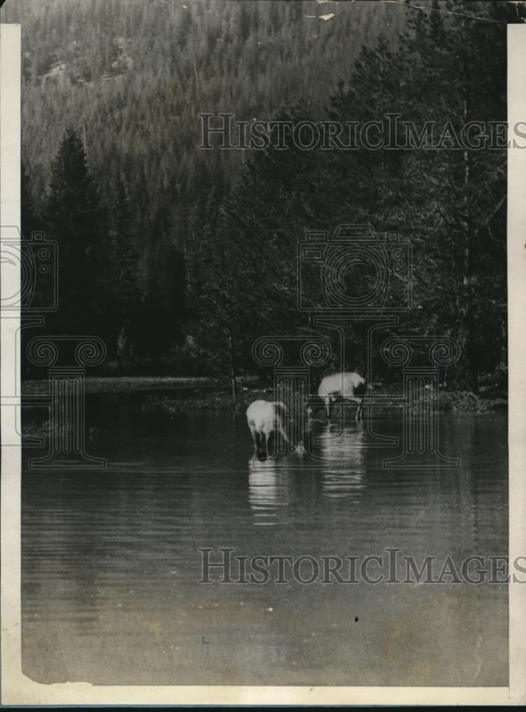 1928 Press Photo Elks at Glazier National Park - Historic Images