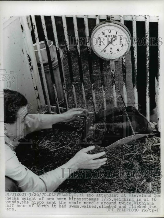 1970 Press Photo Zoo Attendant at Cleveland Zoo checks weight of newborn hippo - Historic Images