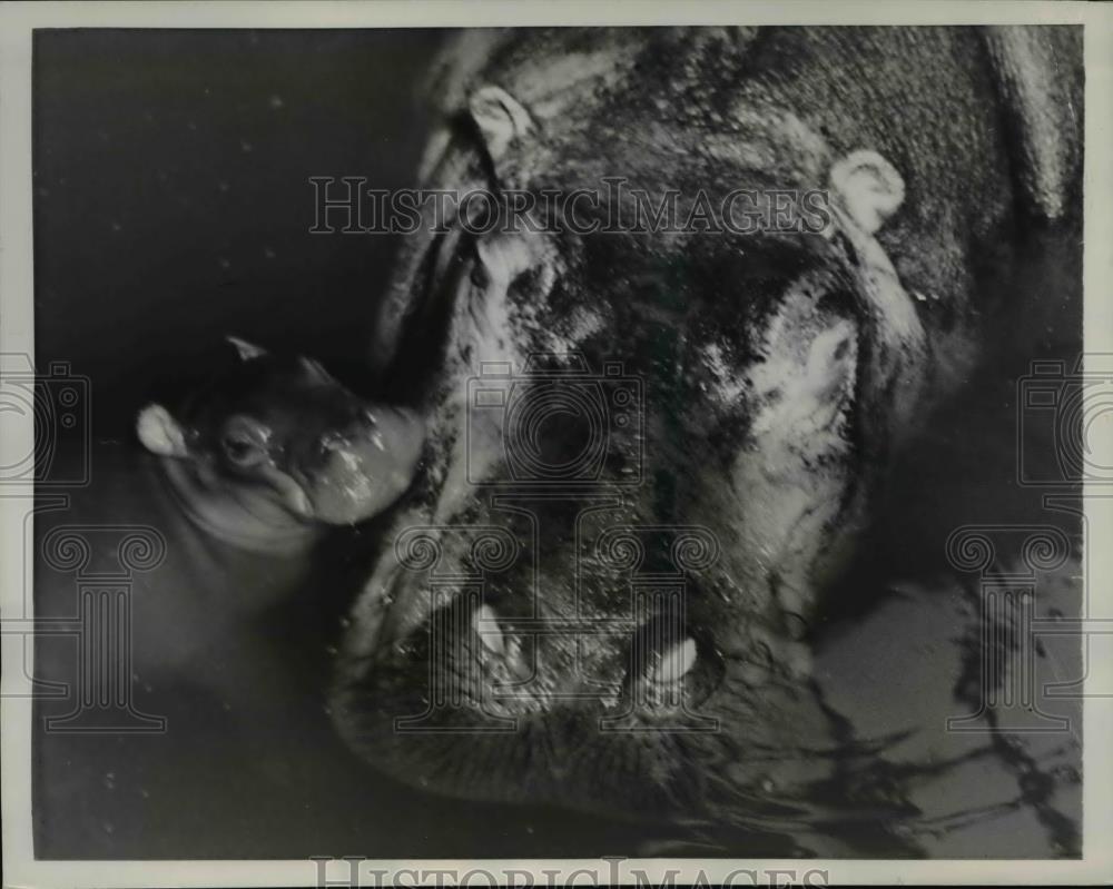 1959 Press Photo 100 lb baby Hippo nuzzles his mother Arusha - Historic Images