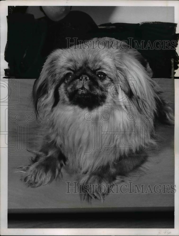 1960 Press Photo Chiks Vicky of Tren Hia Pekingese Owner Mrs Emma Vitantonio - Historic Images