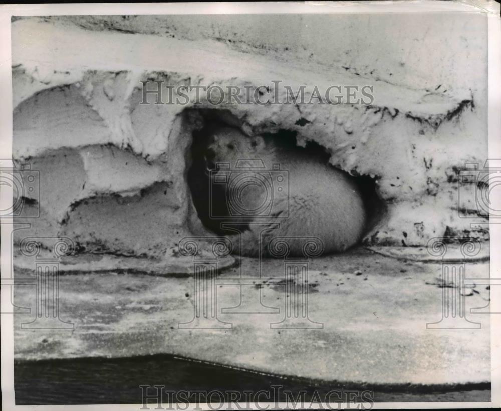 1953 Press Photo The bear cub in his comfortable new quarters - Historic Images