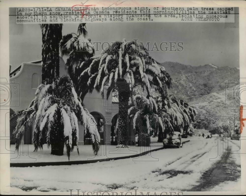 1949 Press Photo Southern Palm Trees Capped in Snow in Canada, California - Historic Images