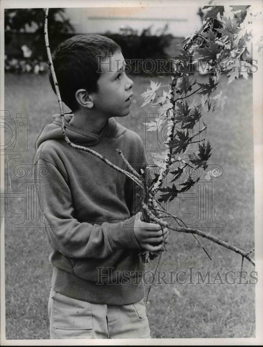 1965 Press Photo Kevin DeCrane with Maple Tree Branch - Historic Images