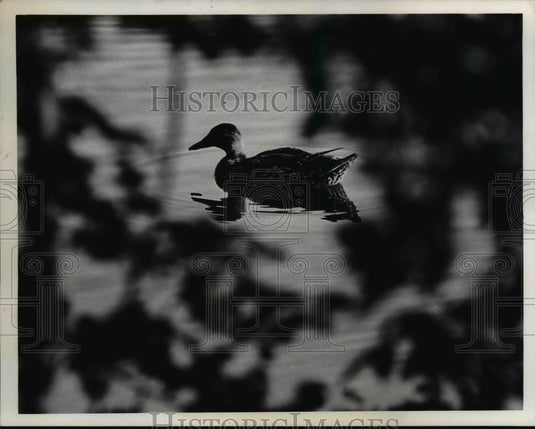 1973 Press Photo Made at Duck pond in Castalia, Ohio - Historic Images