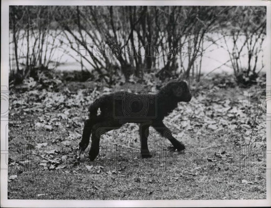 1961 Press Photo Karacul Lamb in Cleveland zoo - nee38404 - Historic Images