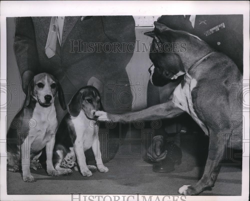 1954 Press Photo Wash DC a beagle &amp; a boxer at a dog show - Historic Images