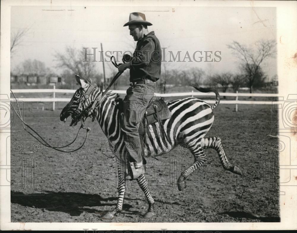 1945 Press Photo Victor Kleinnert &amp; his 23 month old Zebra - Historic Images