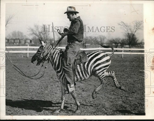 1945 Press Photo Victor Kleinnert & his 23 month old Zebra - Historic Images