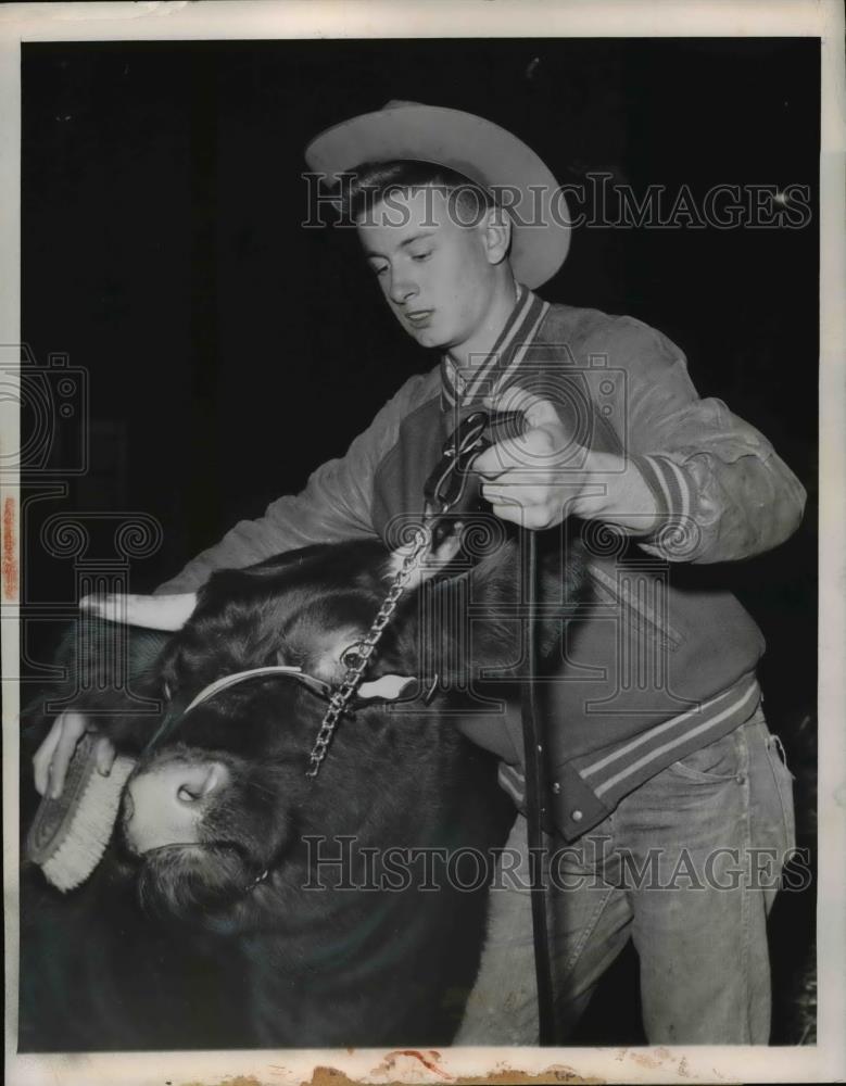 1948 Press Photo Claude Millwee grooms Big Boy II, International Livestock expo - Historic Images