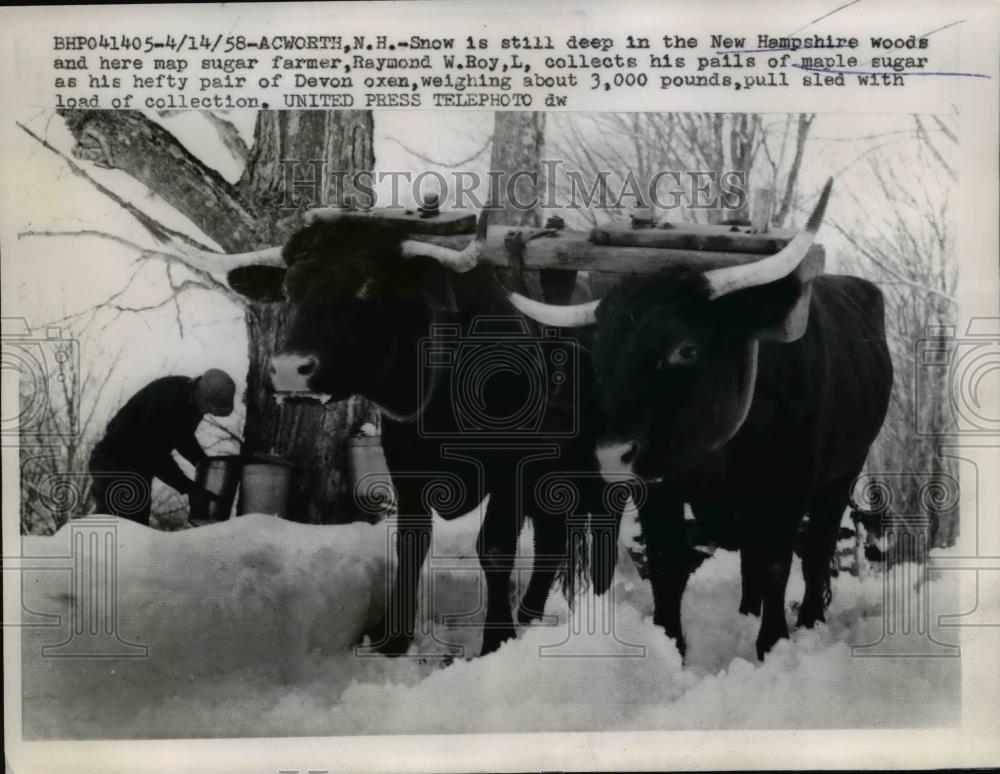 1958 Press Photo Raymond W Roy collects maple sugar, Devon Oxen - Historic Images