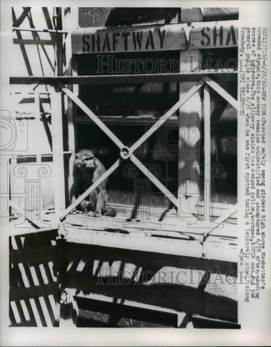 1960 Press Photo Monkey Perched Above Manhattan's Crowded Streets - Historic Images