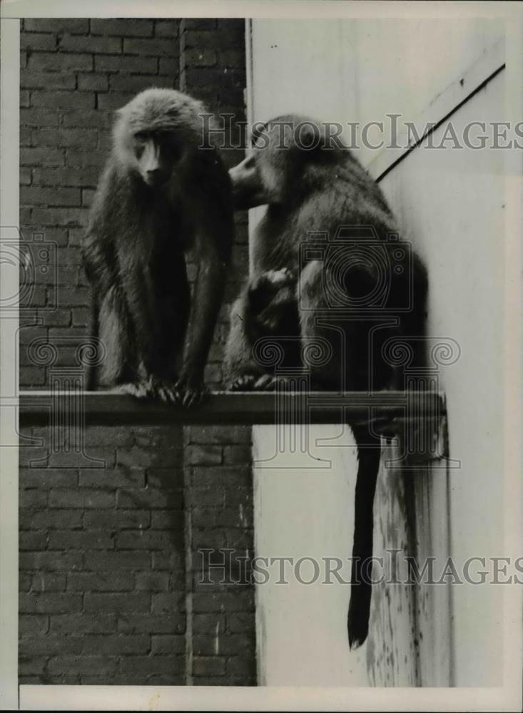 1936 Press Photo Papa Baboon with baby &amp; mamma- inhabitants of Philadelphia Zoo - Historic Images