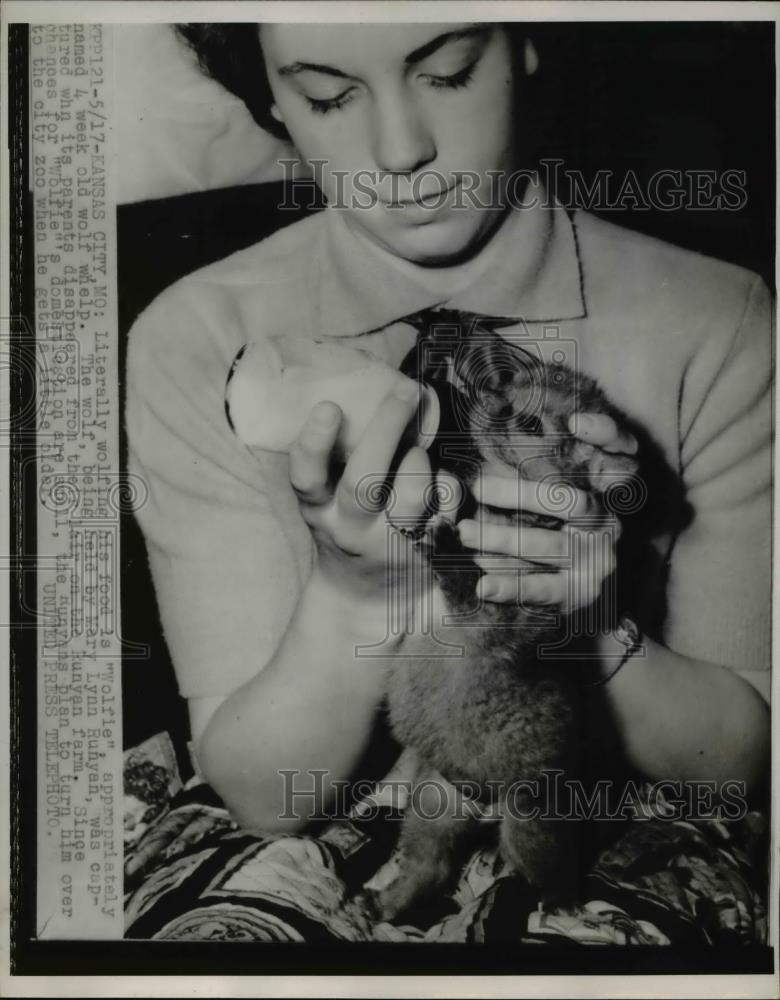 1952 Press Photo Wolfie 4 Week Old Wolf Cub in Kansas City Missouri - Historic Images