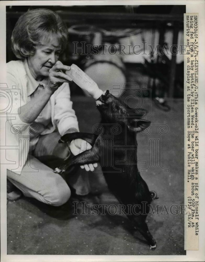 1974 Press Photo 6 week old boar fed by bottle by Ellen Weed, Cleveland Ohio - Historic Images