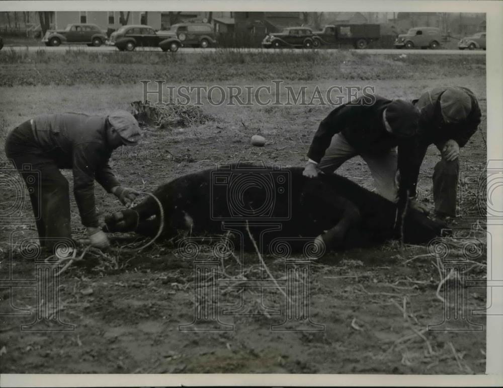 1938 Press Photo Steer being brought by truck to chicago stockyards - Historic Images