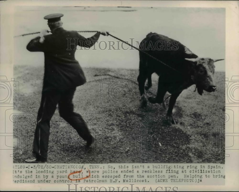 1950 Press Photo Bull escaped from loading yard in Chattanooga, Tenn, - Historic Images