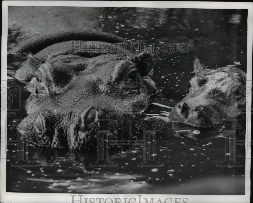 1961 Press Photo Henry Hippo swims in England&#39;s Whipsnade Zoo - Historic Images