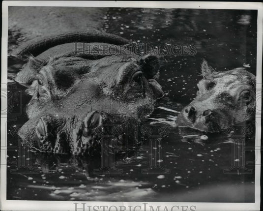 1961 Press Photo Henry Hippo swims in England's Whipsnade Zoo - Historic Images