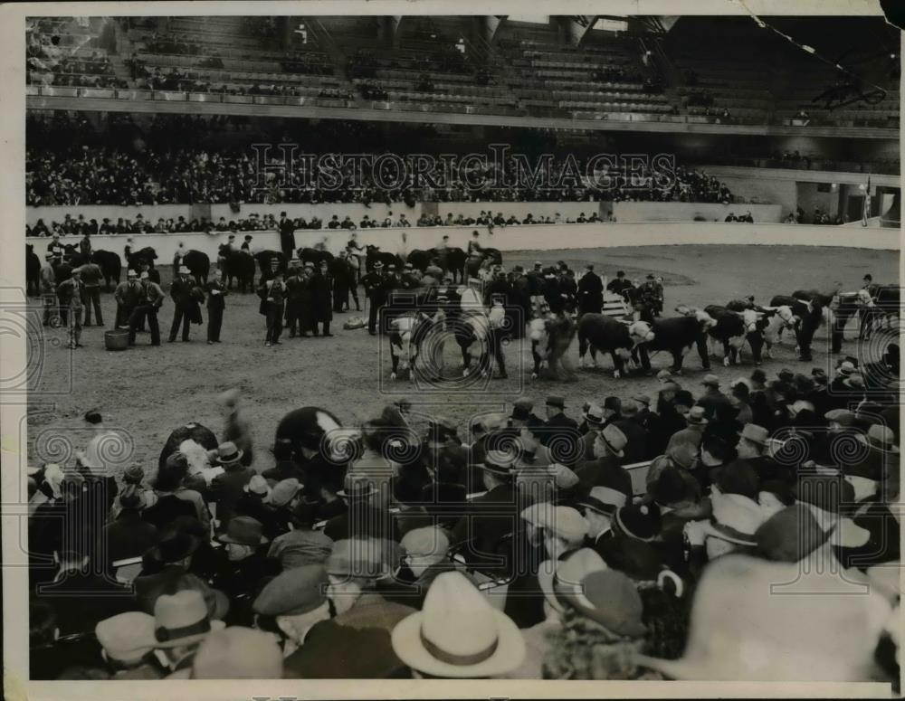 1936 Press Photo International Amphitheater Chicago stock yards, judging cattle - Historic Images