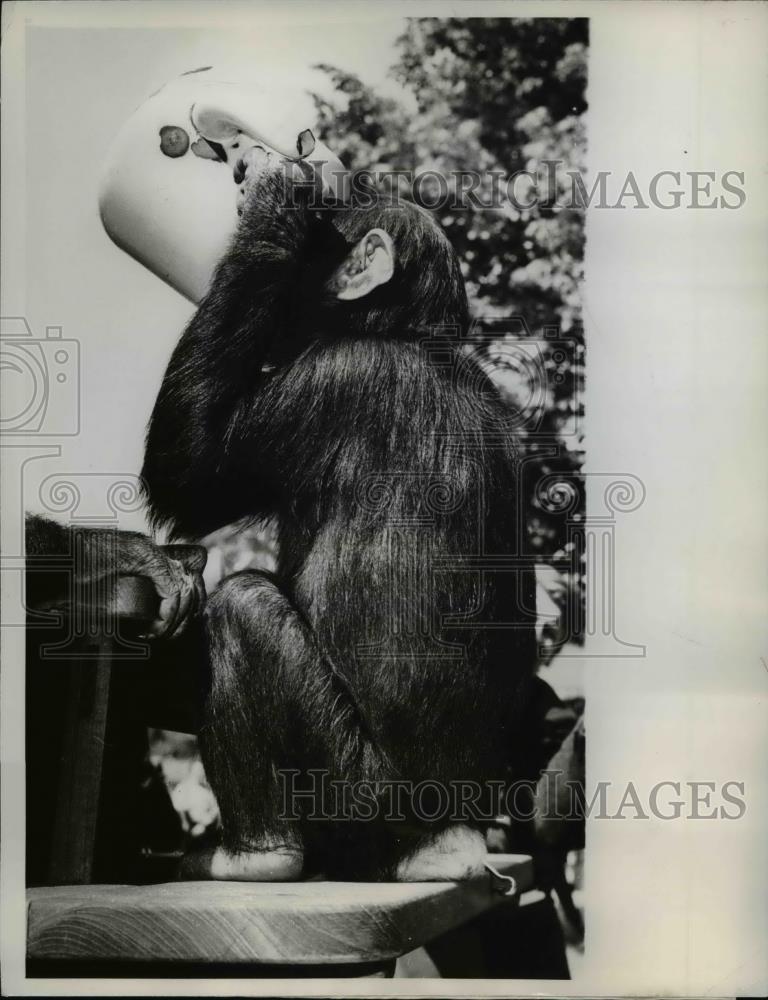 1960 Press Photo Tea Time with Fifi the Chimp at London Zoo - nee38223 - Historic Images