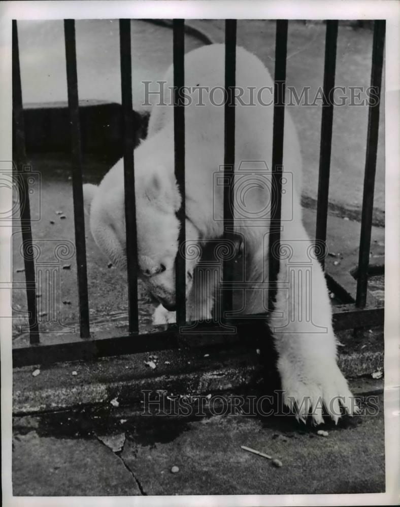 1952 Press Photo of a polar bear in the Chicago Zoo. - Historic Images