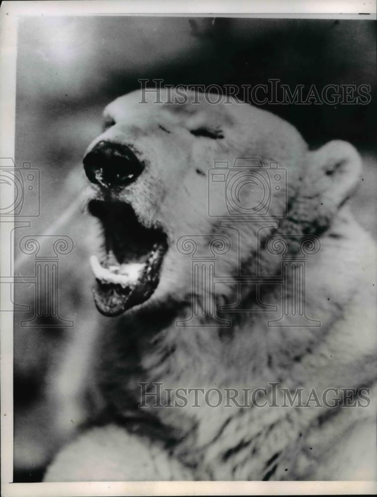 1952 Press Photo of a polar bear in the London Zoo. - Historic Images