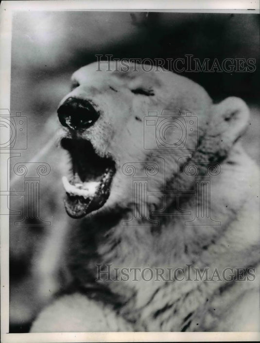 1952 Press Photo of a polar bear in the London Zoo. - Historic Images