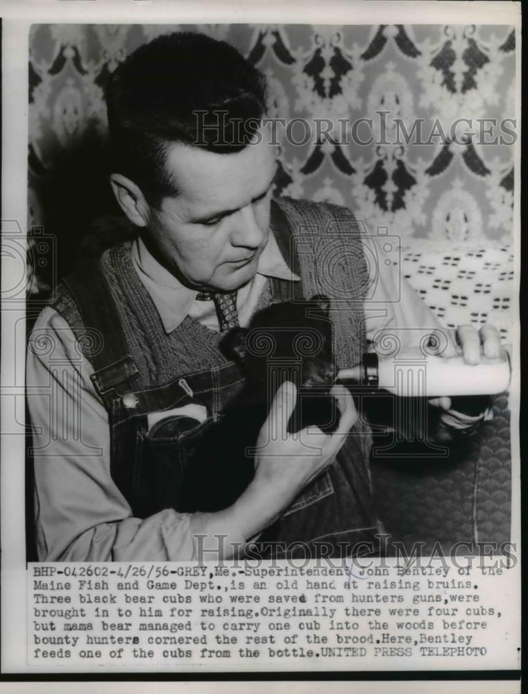 1956 Press Photo Superintendent John Bentley of Maine Fish &amp; Game &amp; Black Bear - Historic Images