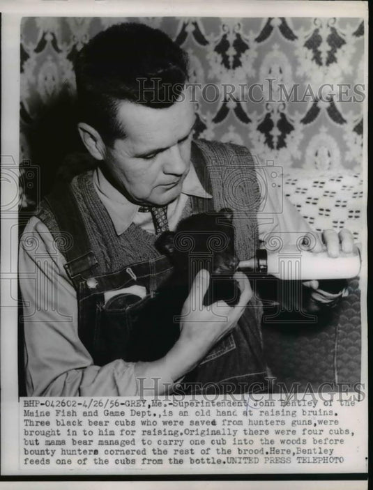 1956 Press Photo Superintendent John Bentley of Maine Fish & Game & Black Bear - Historic Images