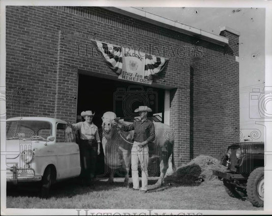 1960 Press Photo Crarbray cattle crossed between Charolais & Indian Beahmas - Historic Images