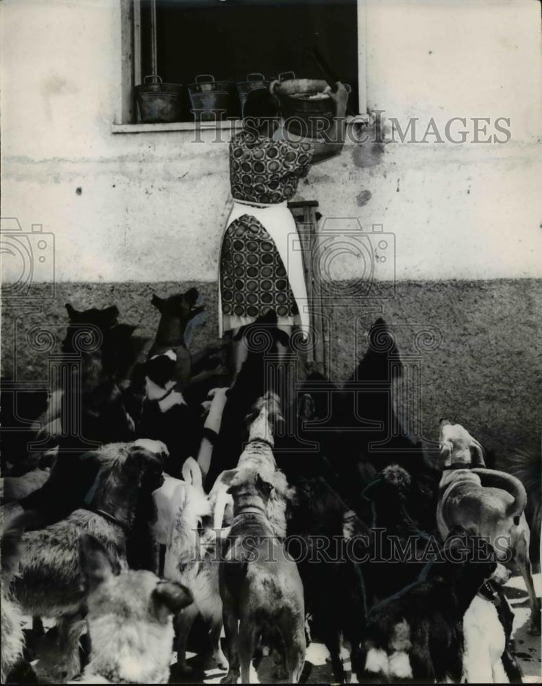 1965 Press Photo Ms Elide Brigada prepares food for her 200 canines, Rome, Italy - Historic Images