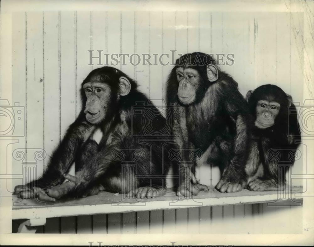 1938 Press Photo Chimps at Brookside zoo-Sammy, Scooky and Snooky - Historic Images