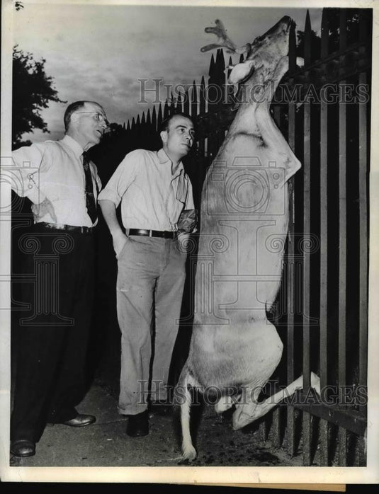 1943 Press Photo H. L. Davies and L.S. Igo look at deer that died on steel fence - Historic Images