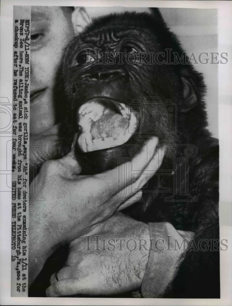 1956 Press Photo Jambo, Sick Gorilla - Historic Images